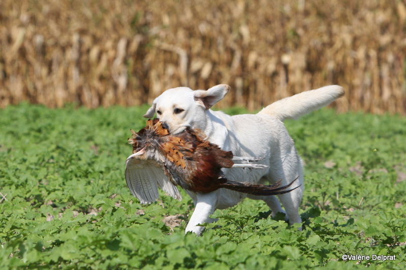 Field Erstein 09 (181).JPG